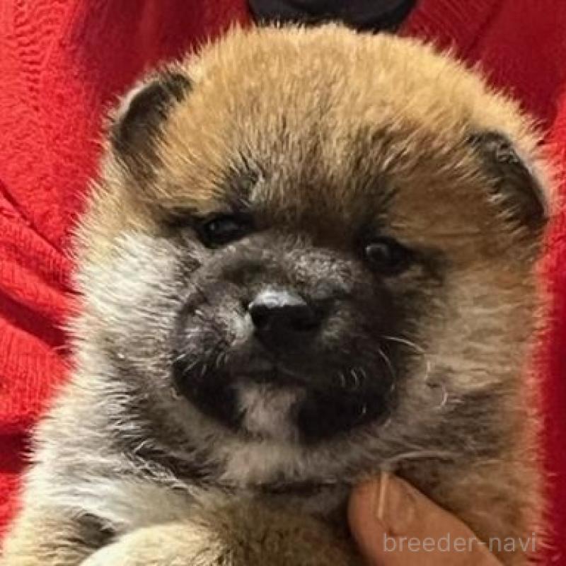 販売中の愛知県の柴犬-448254の1枚目