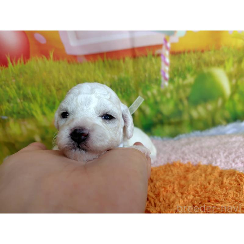 販売中の神奈川県のビションフリーゼ-448256の3枚目