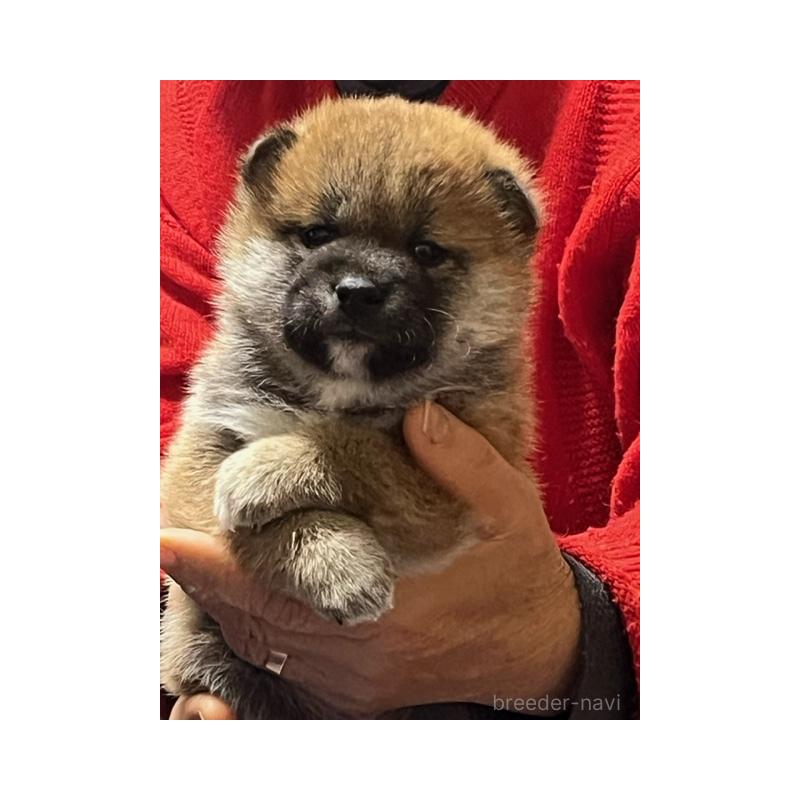 販売中の愛知県の柴犬-448254の2枚目