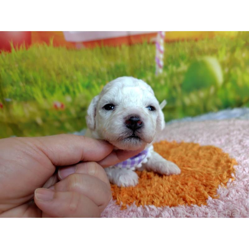 販売中の神奈川県のビションフリーゼ-448256の2枚目