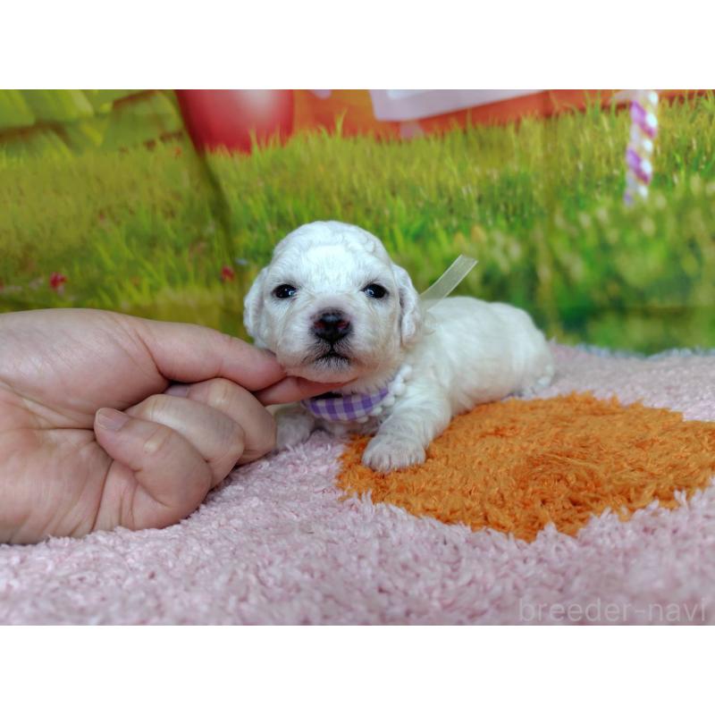 販売中の神奈川県のビションフリーゼ-448256の1枚目