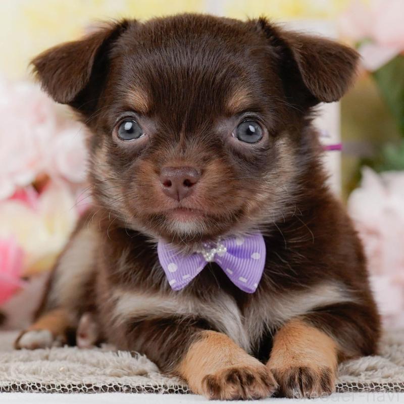 販売中の神奈川県のチワワ(ロングコート)-448258の1枚目