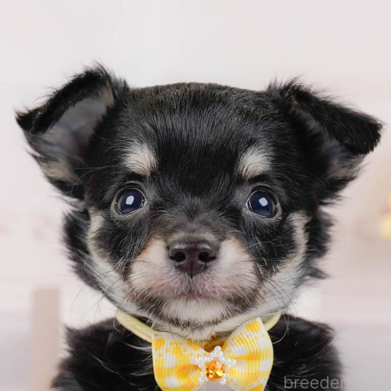 販売中の神奈川県のチワワ(ロングコート)-448261の1枚目