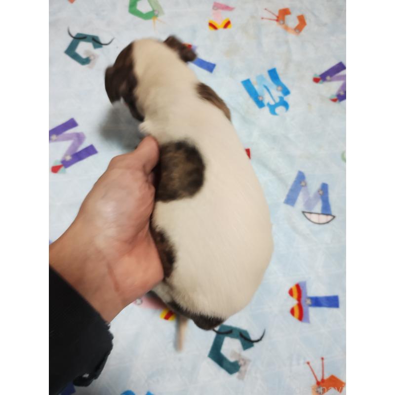 販売中の広島県のウィペット-448263の4枚目