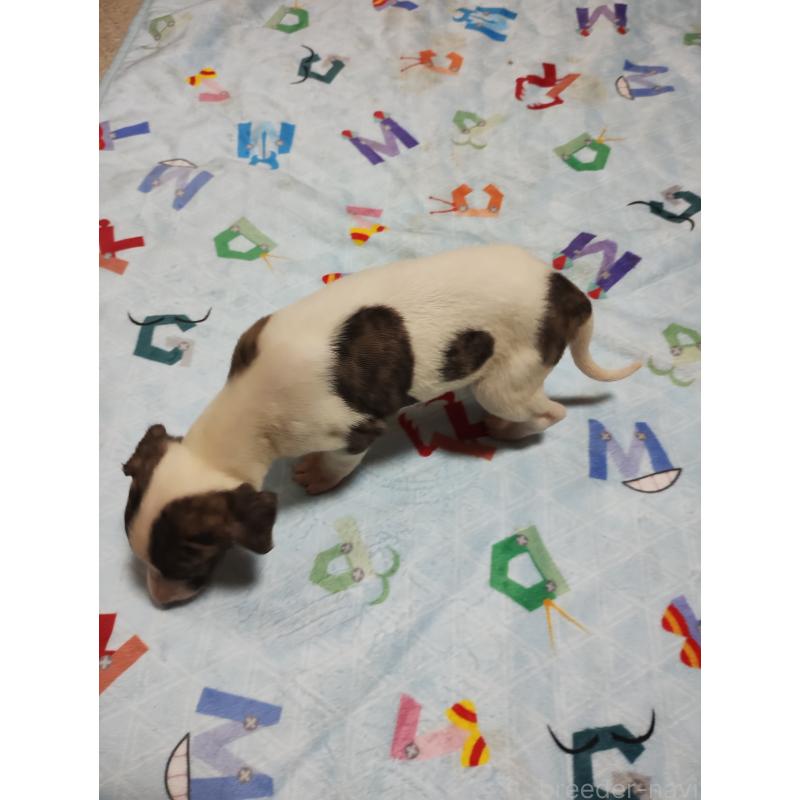 販売中の広島県のウィペット-448263の3枚目