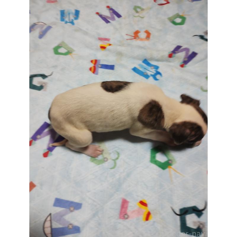 販売中の広島県のウィペット-448263の2枚目