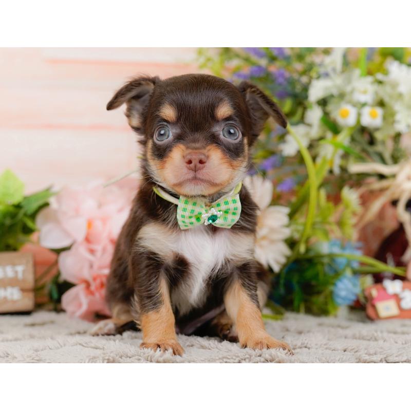 販売中の神奈川県のチワワ(ロングコート)-448265の11枚目