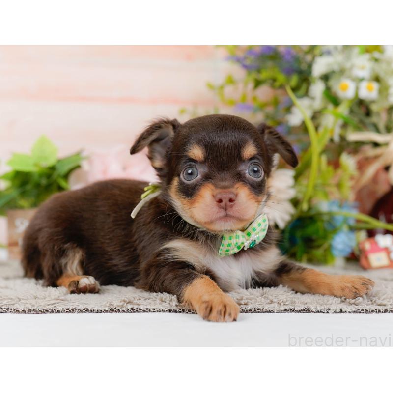 販売中の神奈川県のチワワ(ロングコート)-448265の9枚目