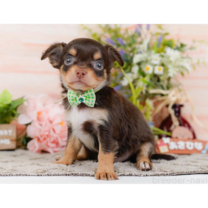 販売中の神奈川県のチワワ(ロングコート)-448265の8枚目