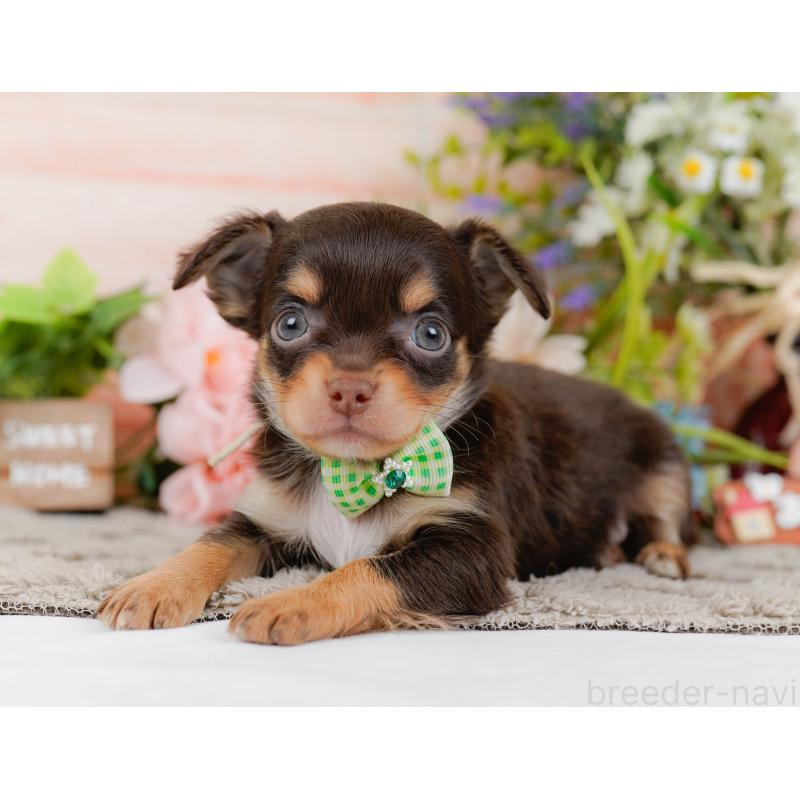 販売中の神奈川県のチワワ(ロングコート)-448265の7枚目