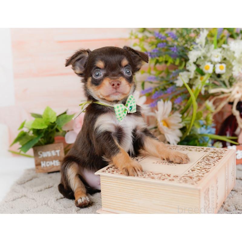 販売中の神奈川県のチワワ(ロングコート)-448265の6枚目