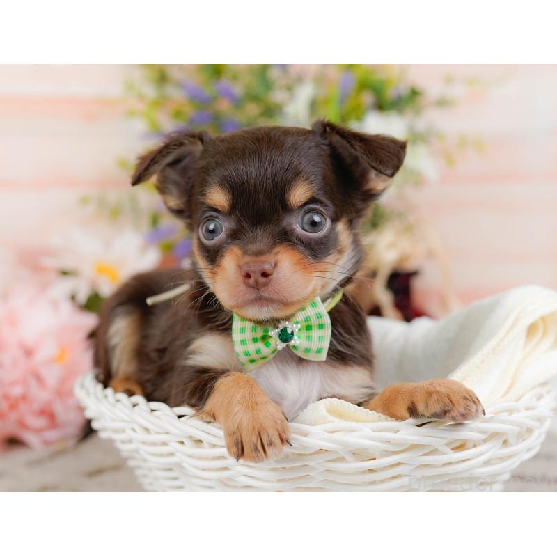 販売中の神奈川県のチワワ(ロングコート)-448265の5枚目