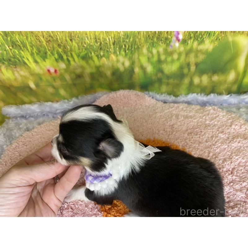 販売中の神奈川県のチワワ(ロングコート)-448264の4枚目