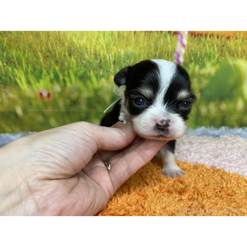 販売中の神奈川県のチワワ(ロングコート)-448264の3枚目