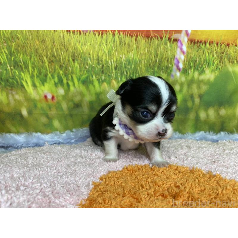 販売中の神奈川県のチワワ(ロングコート)-448264の2枚目