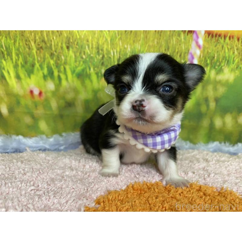 販売中の神奈川県のチワワ(ロングコート)-448264