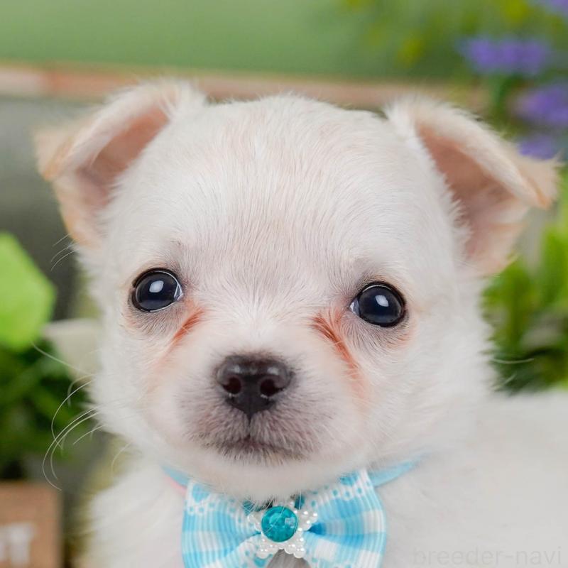 販売中の神奈川県のチワワ(ロングコート)-448268