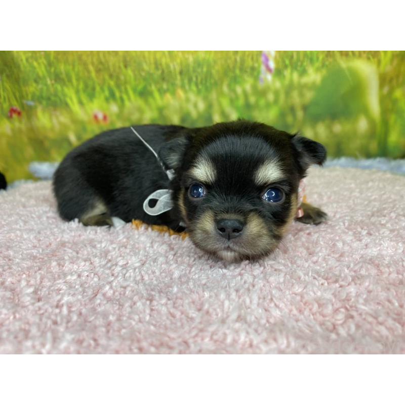 販売中の神奈川県のチワワ(ロングコート)-448269の5枚目