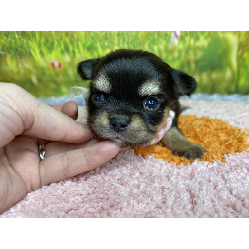 販売中の神奈川県のチワワ(ロングコート)-448269の4枚目