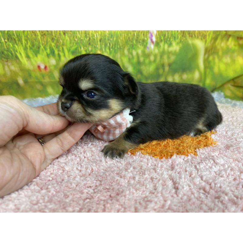 販売中の神奈川県のチワワ(ロングコート)-448269の3枚目