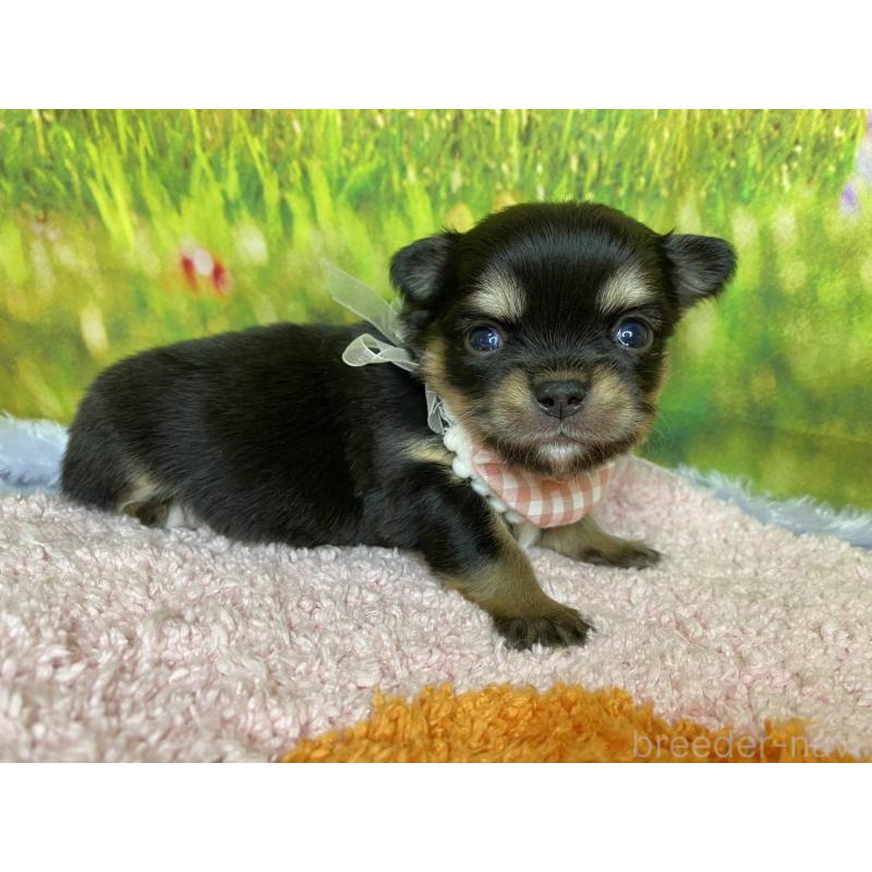 販売中の神奈川県のチワワ(ロングコート)-448269の2枚目