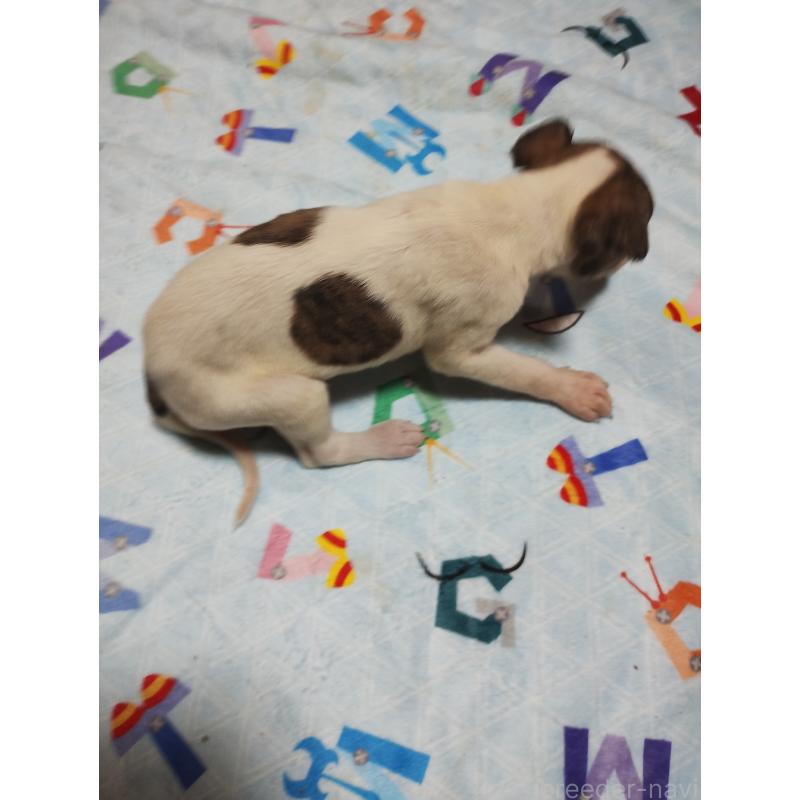 販売中の広島県のウィペット-448272の4枚目