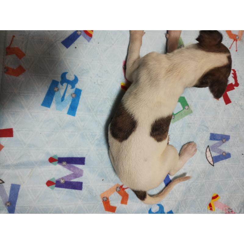 販売中の広島県のウィペット-448272の3枚目