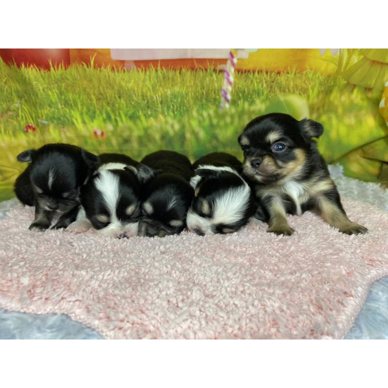 販売中の神奈川県のチワワ(ロングコート)-448257の6枚目