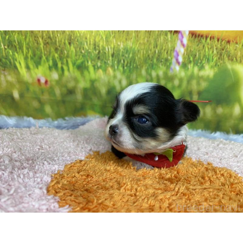 販売中の神奈川県のチワワ(ロングコート)-448257の4枚目