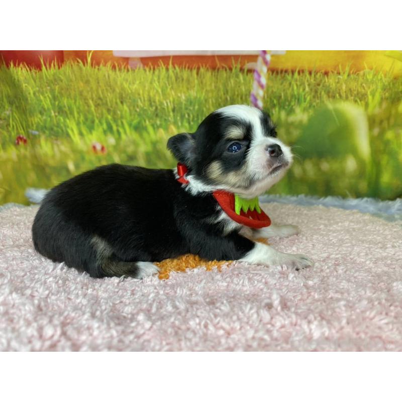 販売中の神奈川県のチワワ(ロングコート)-448257の2枚目