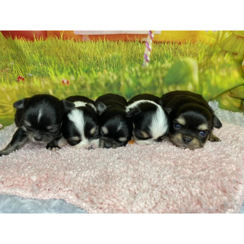 販売中の神奈川県のチワワ(ロングコート)-448260の6枚目