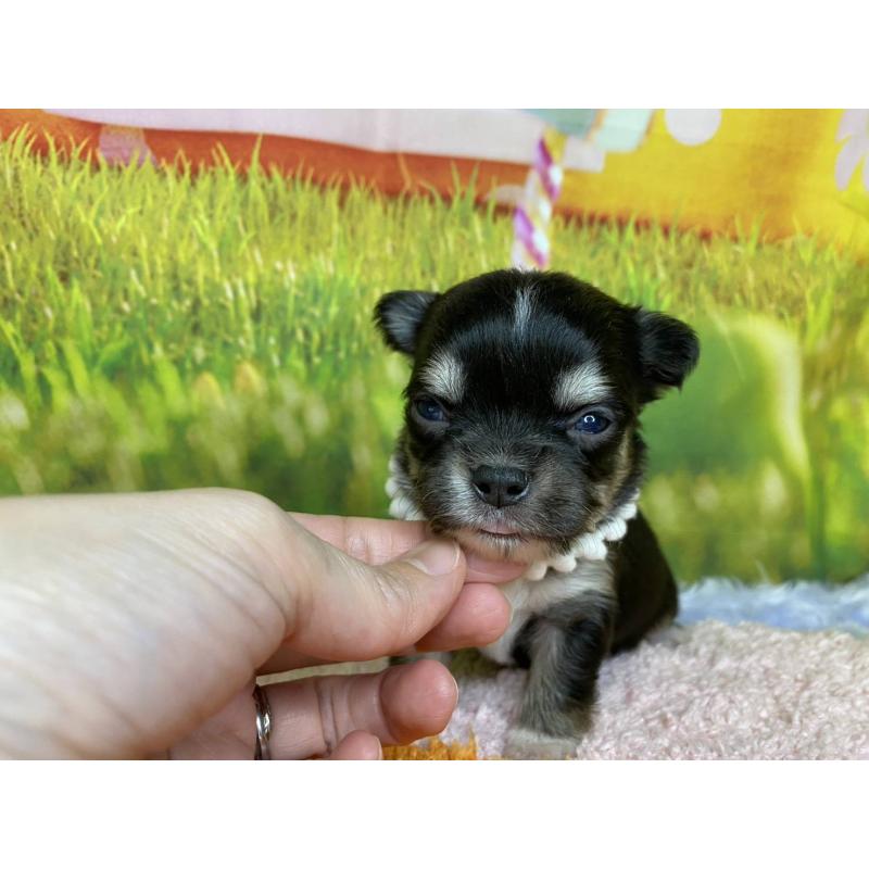 販売中の神奈川県のチワワ(ロングコート)-448260の3枚目