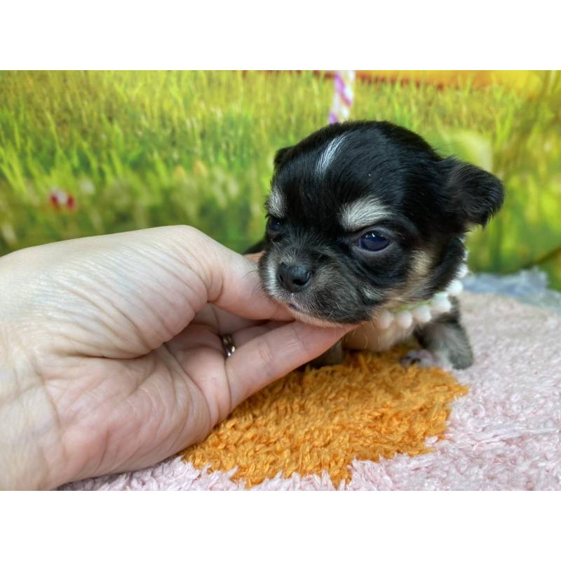 販売中の神奈川県のチワワ(ロングコート)-448260