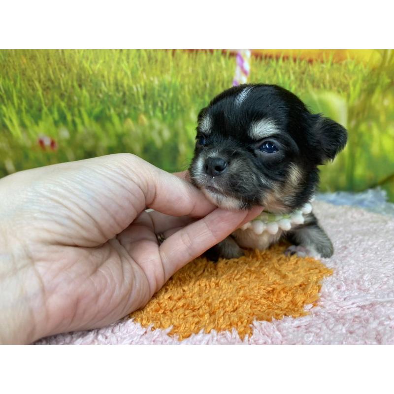 販売中の神奈川県のチワワ(ロングコート)-448260の2枚目