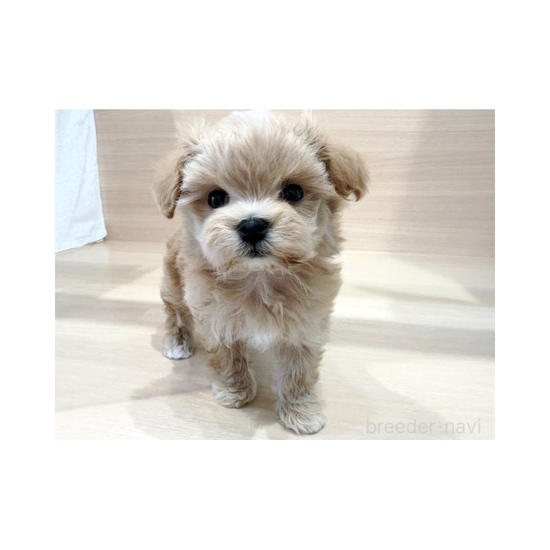 販売中の東京都のマルプー:マルチーズ×トイプードル-448274の1枚目