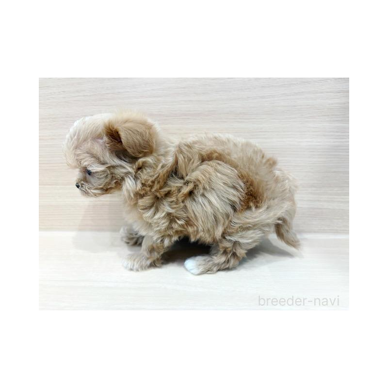 販売中の東京都のマルプー:マルチーズ×トイプードル-448274の5枚目