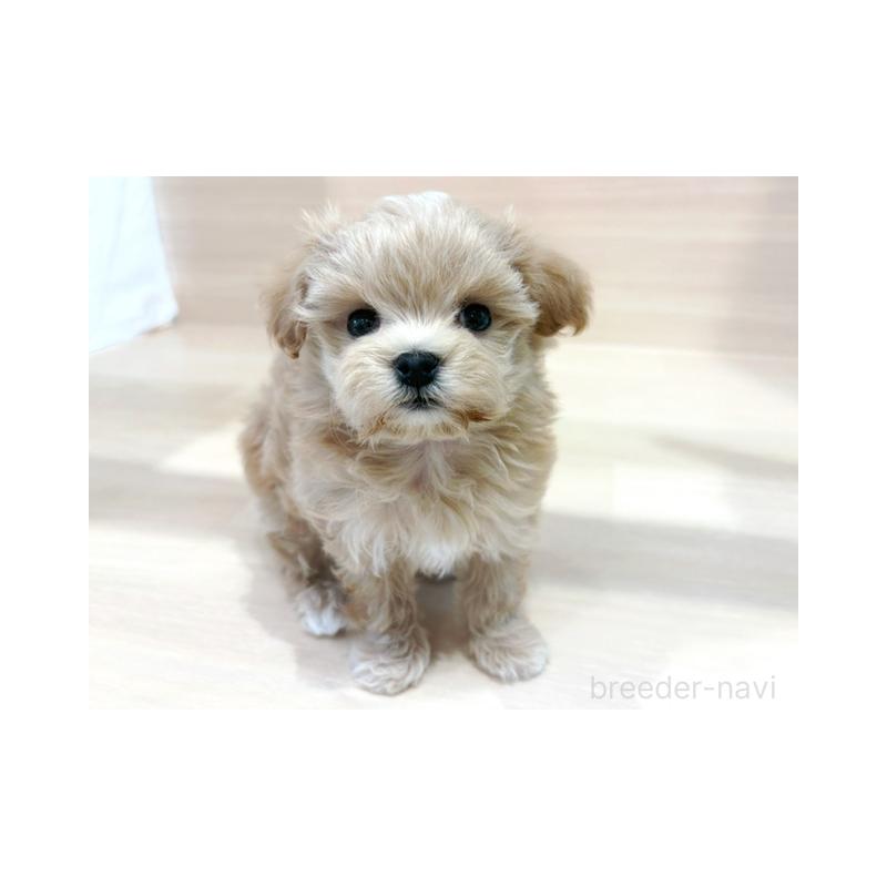 販売中の東京都のマルプー:マルチーズ×トイプードル-448274の4枚目