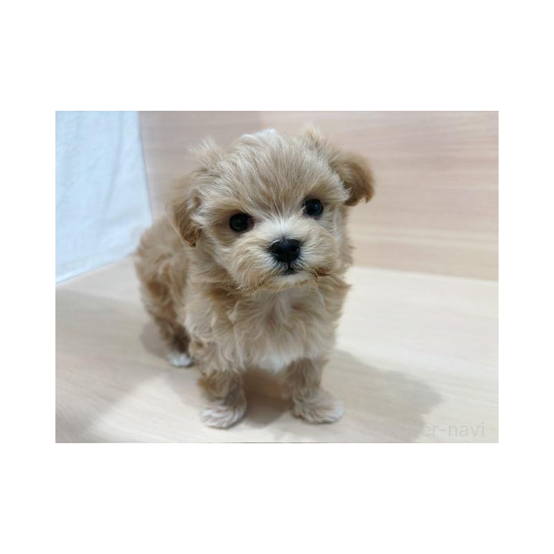 販売中の東京都のマルプー:マルチーズ×トイプードル-448274の3枚目