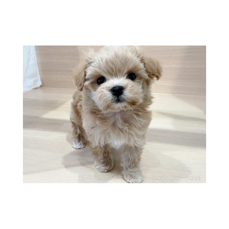 販売中の東京都のマルプー:マルチーズ×トイプードル-448274の2枚目