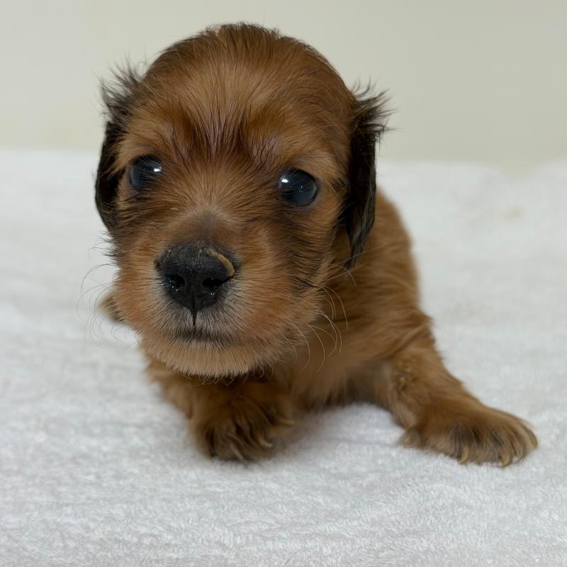 販売中の三重県のミニチュアダックスフンド(ロングヘアード)-448273の1枚目