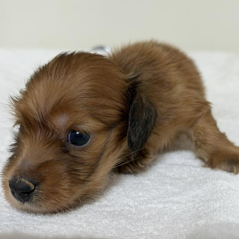 販売中の三重県のミニチュアダックスフンド(ロングヘアード)-448273の3枚目