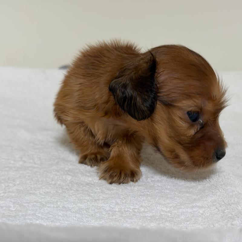 販売中の三重県のミニチュアダックスフンド(ロングヘアード)-448273の2枚目