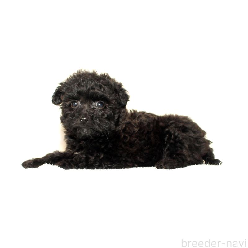 販売中の熊本県のマルプー:マルチーズ×トイプードル-448275の2枚目