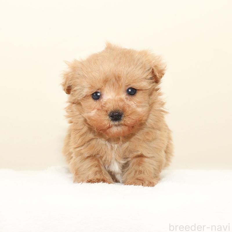 販売中の熊本県のマルプー:マルチーズ×トイプードル-448276の1枚目