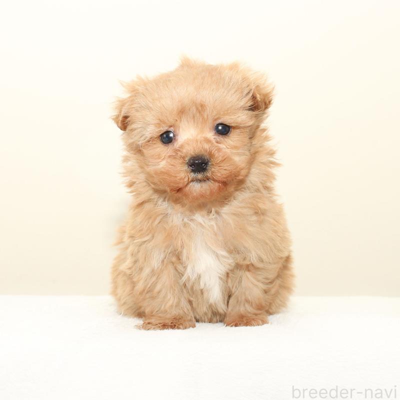 販売中の熊本県のマルプー:マルチーズ×トイプードル-448276の3枚目