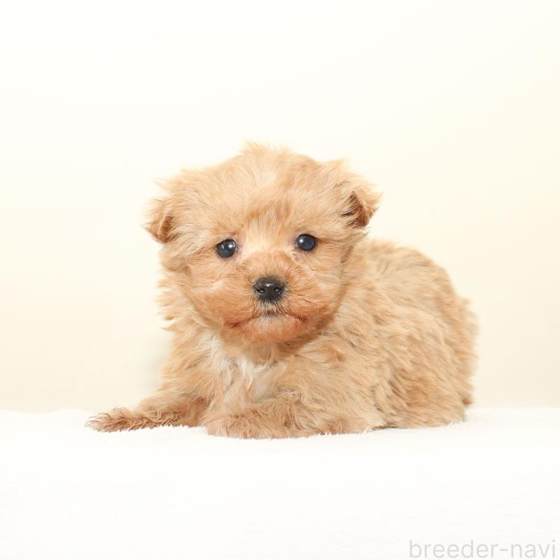 販売中の熊本県のマルプー:マルチーズ×トイプードル-448276の2枚目