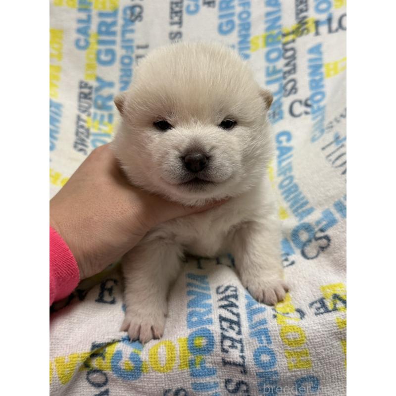 販売中の岡山県の豆柴-448277の6枚目