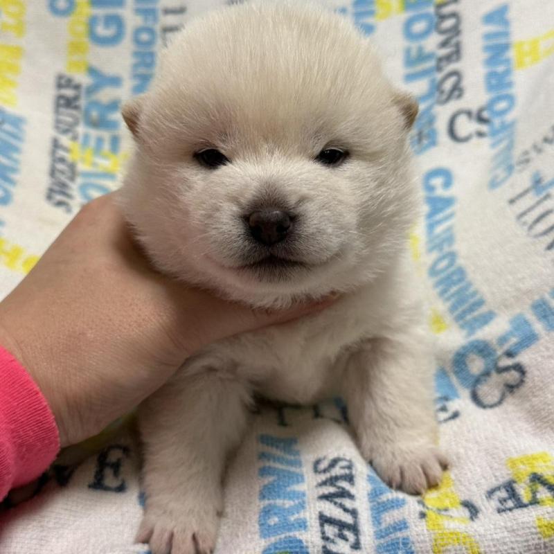 販売中の岡山県の豆柴-448277の4枚目