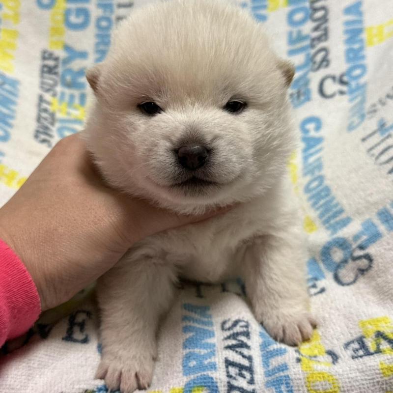 販売中の岡山県の豆柴-448277の3枚目