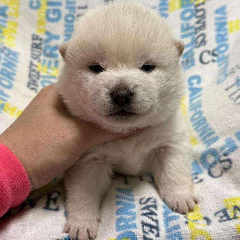 販売中の岡山県の豆柴-448277の2枚目